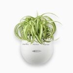 Купить Хлорофитума Бонни в кашпо с автополивом LECHUZA