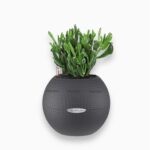 Крассула Хоббит в кашпо с автополивом LECHUZA