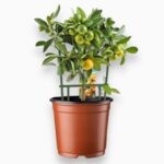 Citrofortunella Kalamondin na reshetke