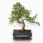 Бонсай Дзельква