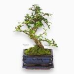 Бонсай Кармона