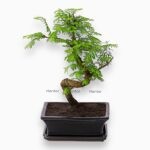 Бонсай Метасеквойя