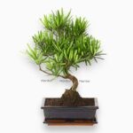 Купить Бонсай Подокарпус