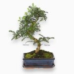 Бонсай Зантоксилум