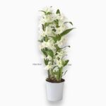 Дендробиум Нобиле Белый