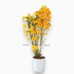 Дендробиум Нобиле Оранжевый