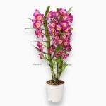 Дендробиум Нобиле Розовый