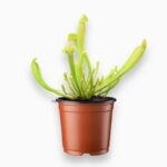 Саррацения