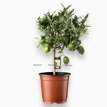 Цитрофортунелла Лайм штамб