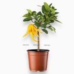 Цитрофортунелла Рука Будды