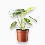 Алоказия Фрайдек Вариегата купить, Alocasia Frydek Variegata, вариегатная алоказия, редкая алоказия с белыми пятнами, коллекционные растения Москва