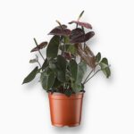 Антуриум Блэк Лав