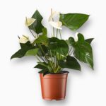 Антуриум Уайт