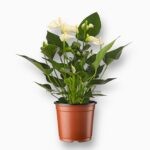 Купить Антуриум Вайт Чемпион