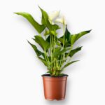 Купить Антуриум Уайт Чемпион ⌀12 ↑40 см