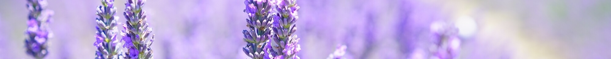 Ароматные растения