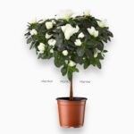 Купить Азалия Индийская белая штамб