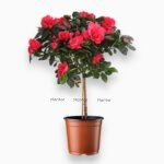 Купить Азалия Индийская красная штамб