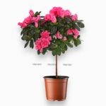 Купить Азалия Индийская розовая штамб