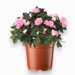 Купить Азалия Индийская розовая куст