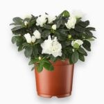 Азалия Индийская куст