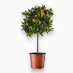 Цитрофортунелла Кумкват штамб купить, Citrus Fortunella, кумкват в горшке, плодовое растение в доме, цитрусовое дерево штамб, кумкват с плодами