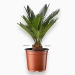 Цикас Революта