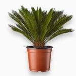 Цикас Революта