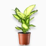 Диффенбахия Камилла