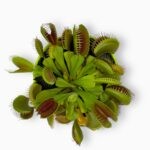 венерина мухоловка купить, дионея купить, Dionaea muscipula, хищное растение, мухоловка комнатная, растение от мошек, комнатное растение ловит мух