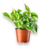 эпипремнум марбл квин купить, epipremnum marble queen, вариегатный эпипремнум, мраморное растение, комнатная лиана, растение в кашпо, неприхотливое растение, купить комнатные растения