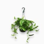 Эпипремнум Пиннатум Ауреум подвесной