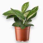 Эпипремнум Пиннатум Марбл Планет