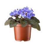 фиалка микс купить, Saintpaulia mix, узамбарская фиалка, комнатные цветущие растения, фиалка уход, микс фиалок