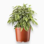 Фикус Бенджамина Кинки