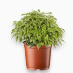 Фикус Бенджамина Лавли