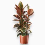 Фикус Эластика Белиз