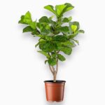 Фикус Лирата Бранч