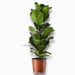 Фикус Лирата