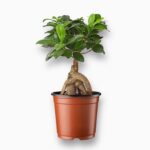 Фикус Микрокарпа Гинсенг