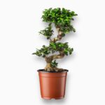 Фикус Микрокарпа Гинсенг S-type