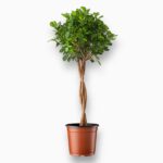 Фикус Микрокарпа Моклейм купить, Ficus Moclame штамб, комнатное дерево в горшке, штамбовые растения, фикус в интерьер, растение для офиса