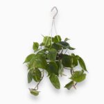 Купить Филодендрон Сканденс подвесной