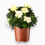 гардения жасминовидная купить, Gardenia jasminoides, цветущая гардения, комнатное растение с ароматными цветами, экзотическое растение, декоративно-лиственное растение, гардения уход, гардения в горшке, гардения для дома