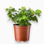 Хедера Хеликс