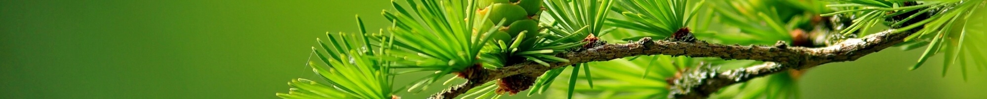 Хвойные растения