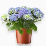 Гидрангея Блю