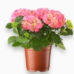 Гидрангея Пинк