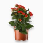 Купить Каланхоэ Каландива