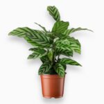калатея фредди купить, Calathea Freddie, калатея полосатая, декоративно-лиственное растение, калатея уход, редкая калатея, калатея в горшке, комнатное растение для дома